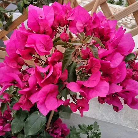 Nektarias No1 Naoussa