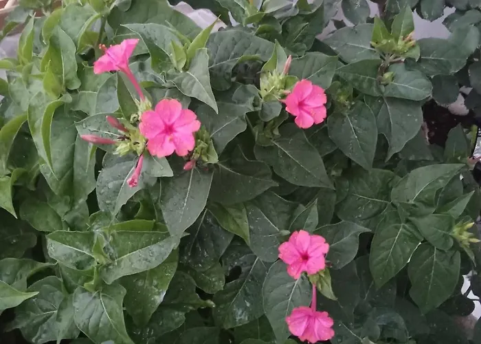 Nektarias No1 Apartment